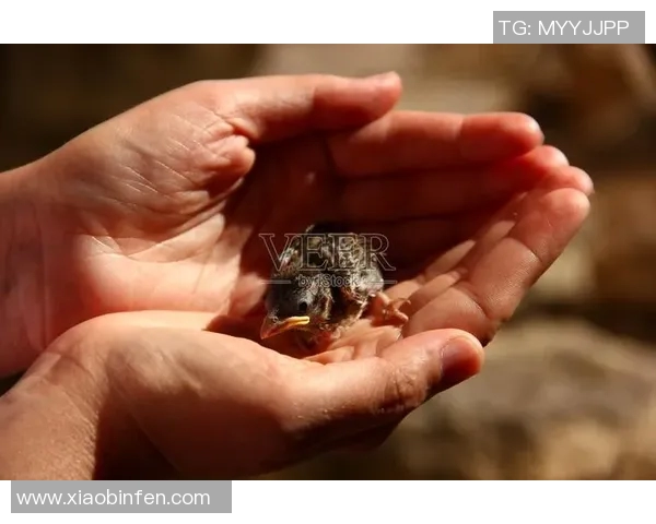 足球明星温柔瞬间手捧小鸟展现爱心与自然和谐之美 足球明星温柔瞬间手捧小鸟展现爱心与自然和谐之美